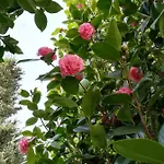 Camelias