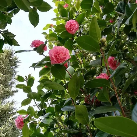 Camelias