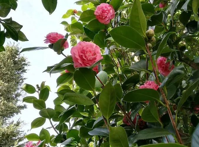 Camelias